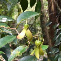 Doona ovalifolia Thwaites